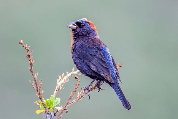 Amazing Purple Bird Species With Pictures Birdingsky