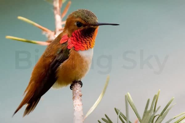 7 Types Of Hummingbirds In Virginia Common And Rare BirdingSky