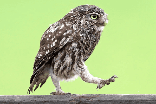 Do Owls Have Legs? Unraveling the Mystery of Owl Anatomy