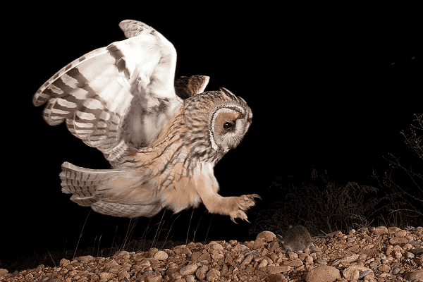 Do Owls Have Legs? Unraveling the Mystery of Owl Anatomy