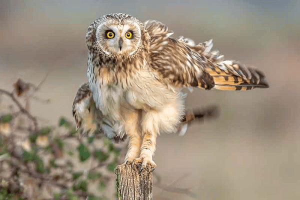 Do Owls Have Legs? Unraveling the Mystery of Owl Anatomy