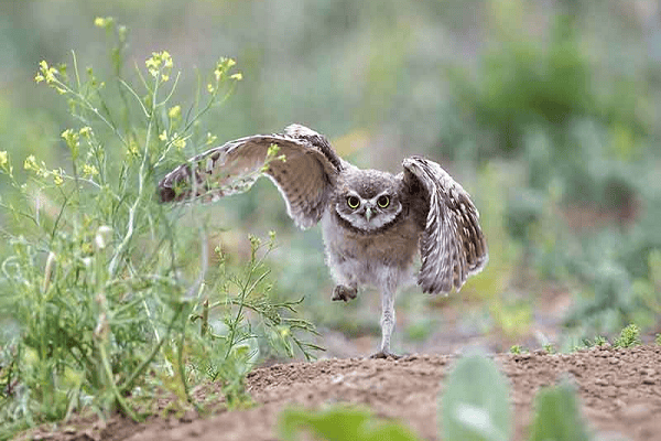 Do Owls Have Legs? Unraveling the Mystery of Owl Anatomy