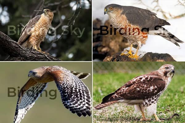 9 Species Of Hawks Found in Ohio (With Photos) - BirdingSky