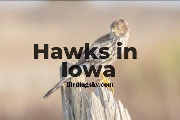 9 Types of Hawks in Iowa (ID Guide With Photos) - BirdingSky