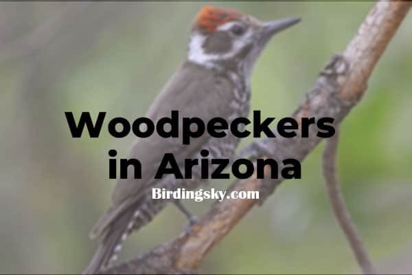 12 Species of Woodpeckers in Arizona (ID Guide & Pictures) - BirdingSky