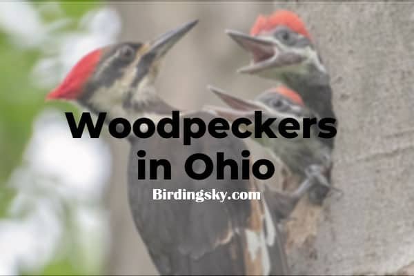 7 Woodpeckers in Ohio (ID Guide, Pictures, Facts) - BirdingSky